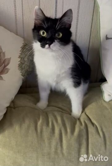 Кошка в добрые руки