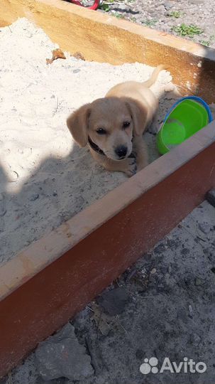 Щенок полупородистый бесплатно