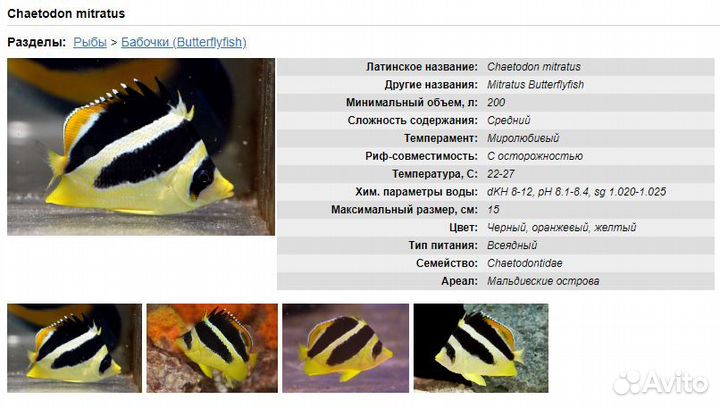 Рыбки в морской аквариум