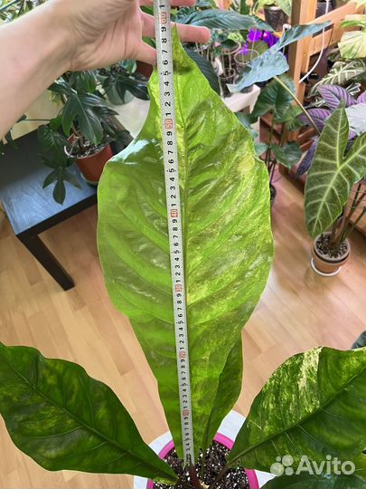 Антуриум вариегатный