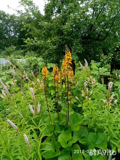 Многолетники высокие