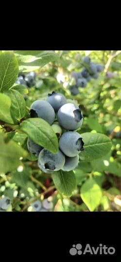 Растения для сада