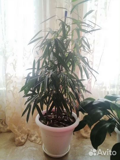 Фикус Биннендийка (Али)