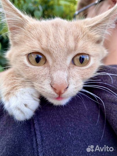 Рыжий котенок мальчик Пряник