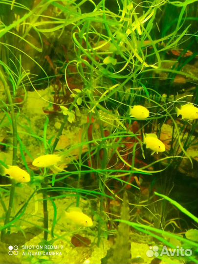 Аквариумное рыбки