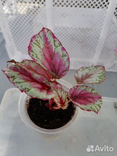 Бегония Rex Spitfire,Гибискус