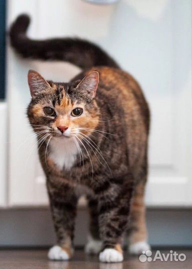 Кошечка Софа ищет дом