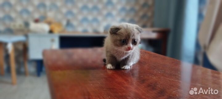 Котята от домашней кошки британки