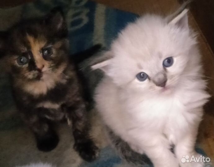 Котята в добрые руки бесплатно