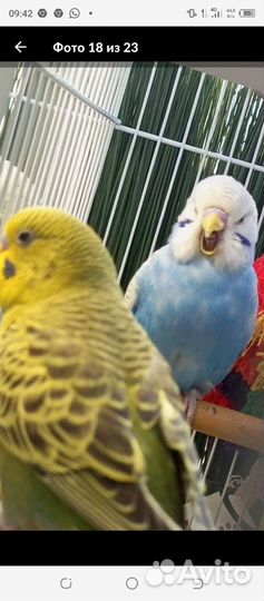 В продаже девочка птенец, возраст 2 месяца