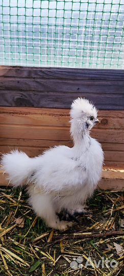 Китайские шелковые