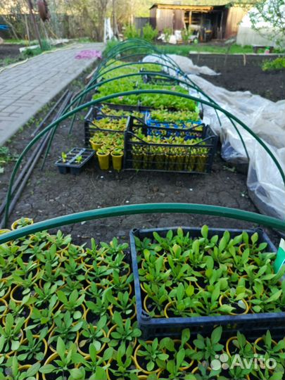 Рассада петуньи, капуста ранняя, поздняя