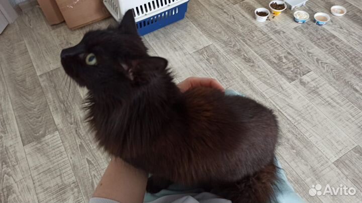 Кошки бесплатно
