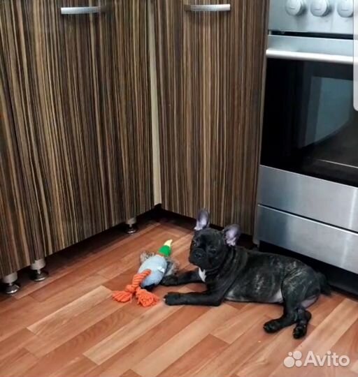 Французский бульдог
