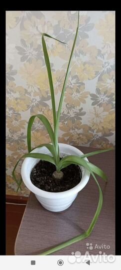 Индийский лук или птицемлечник