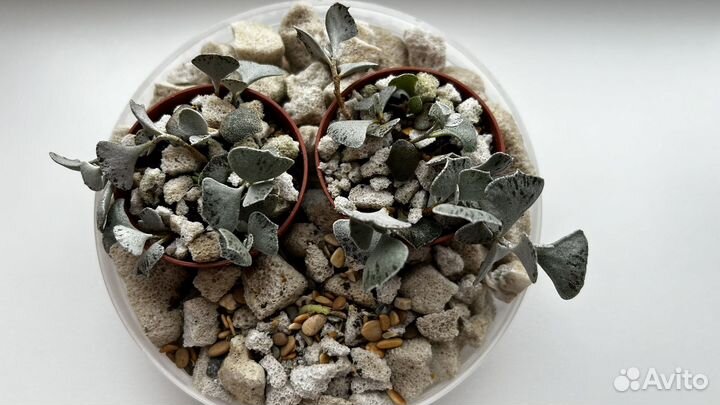 Суккулент kalanchoe