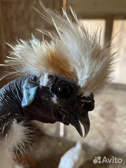 Петушки китайской шелковой