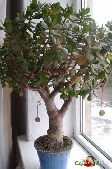 Крассула толстянка