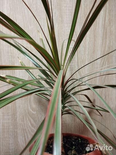 Драцена окаймлённая