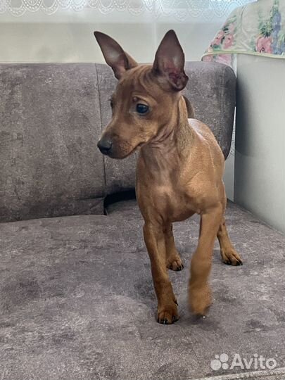 Щенки цвергпинчера