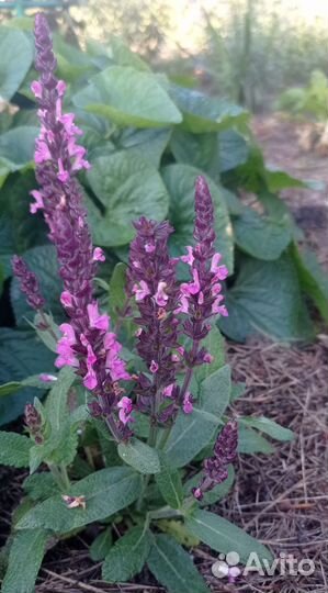 Шалфей дубравный, котовник фассена, Вероника