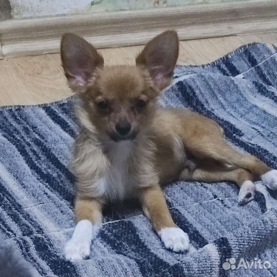 Той длинник