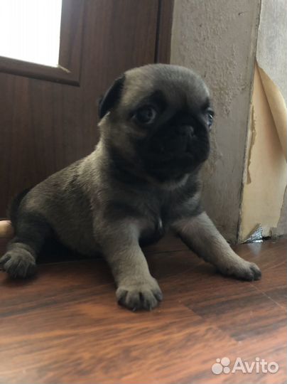 Мопс