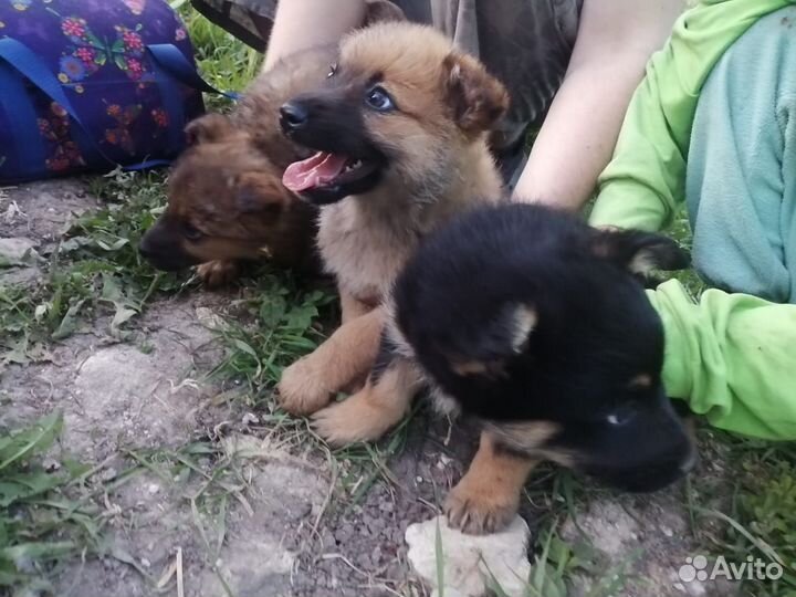 Чихуахуа помесь