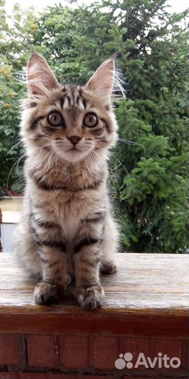 Котята майкун