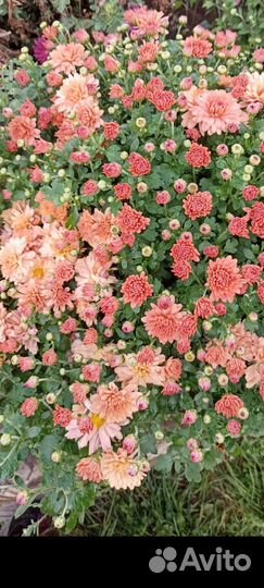 Хризантема мультифлора