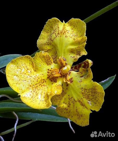 Мини орхидея Zelemnia midas