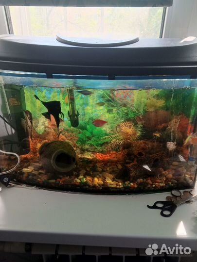Аквариум полностью