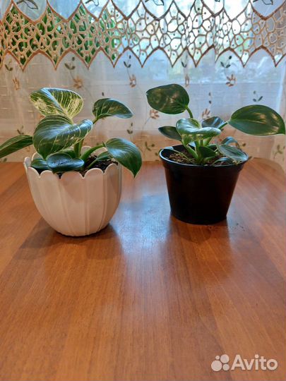 Филодендрон Биркин