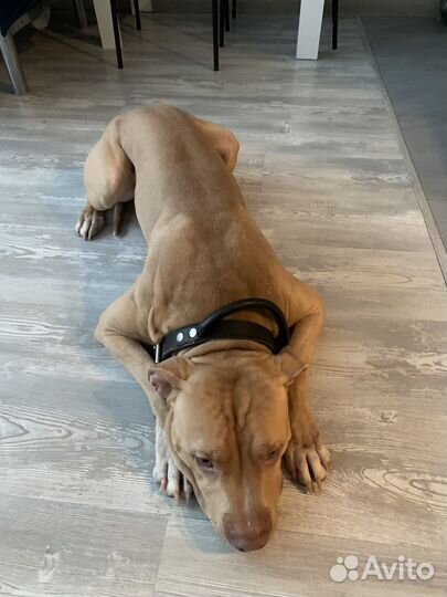 Питбультерьер