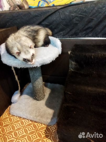 Вязка хорька