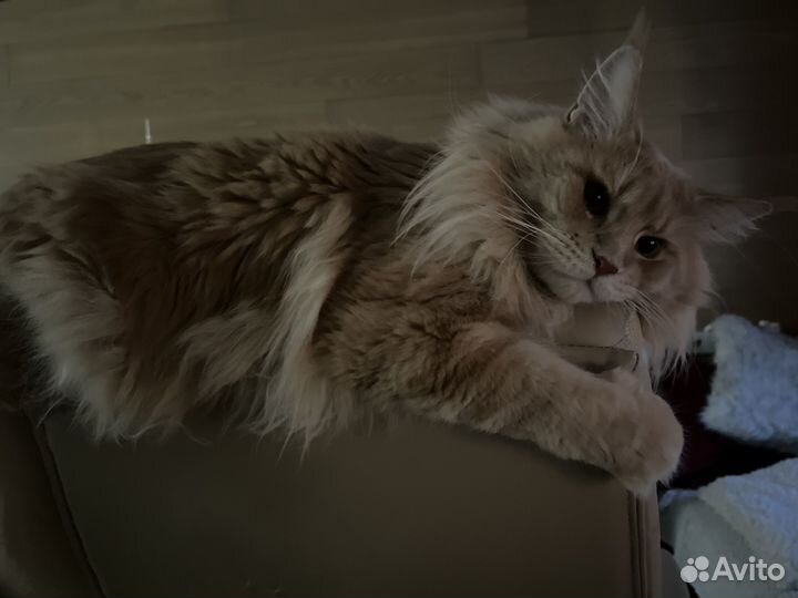 Кот мейкун вязка