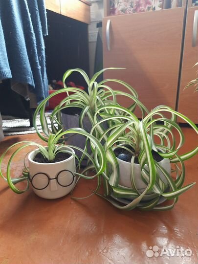 Хлорофитум кудрявый в горшке