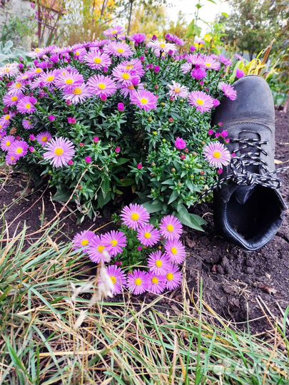 Мини ромашки