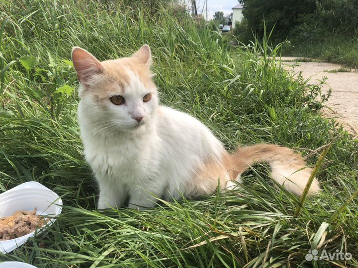 Котик в добрые руки