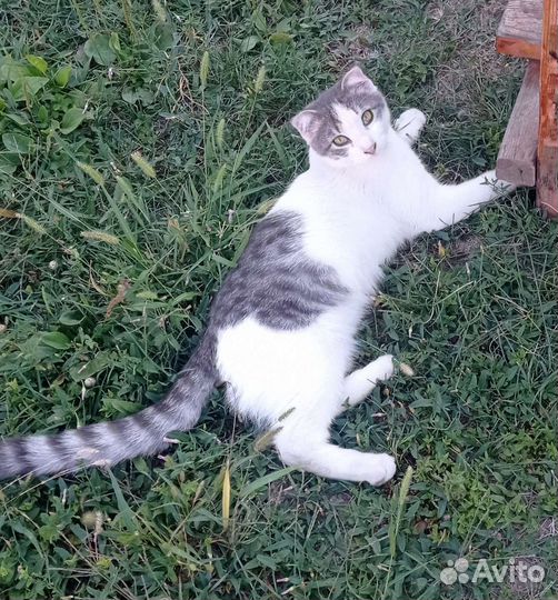 Котята в очень добрые руки