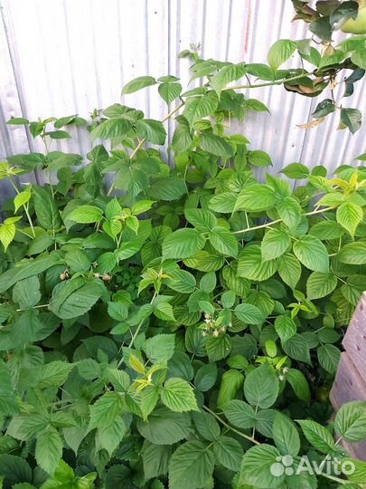 Ремонтантная малина