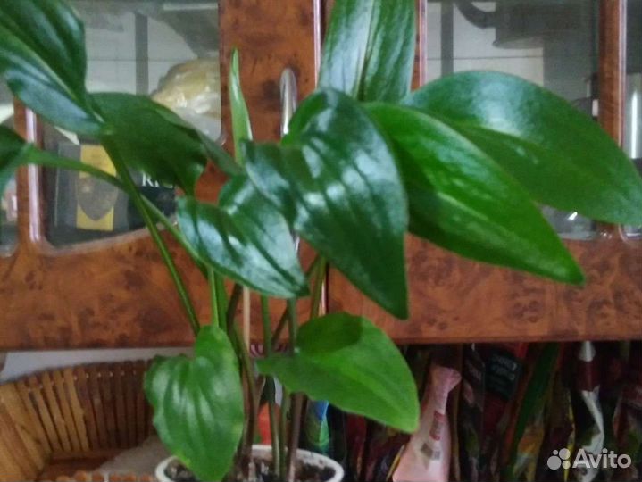 Дендробиум, Толстянка (денежное дерево), фиалка