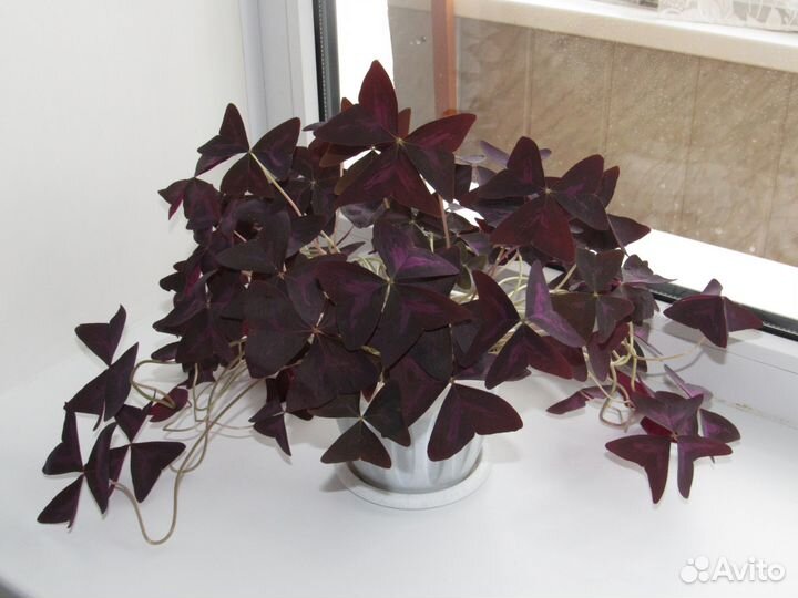 Кислица оксалис