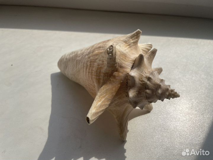 Морские ракушки раковины