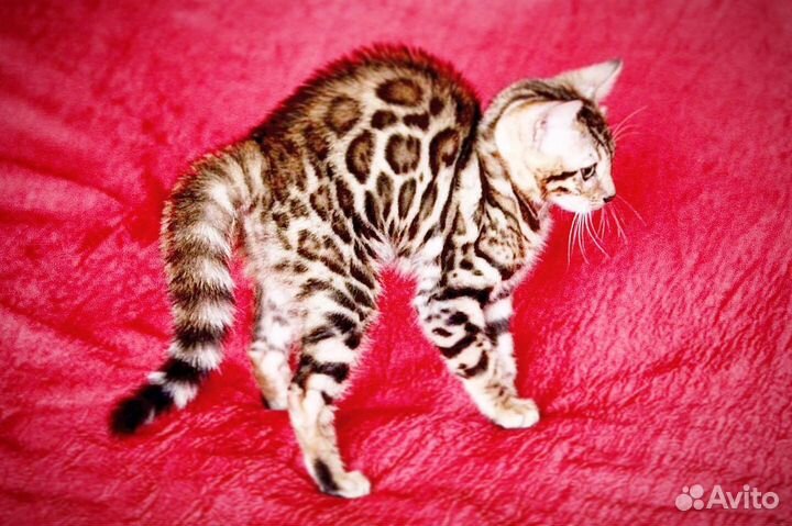 Бенгальская