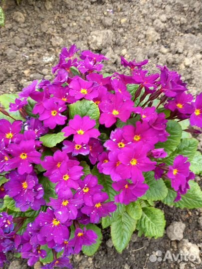 Лук,цветы многолетние