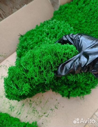 Стабилизированный мох премиум moss