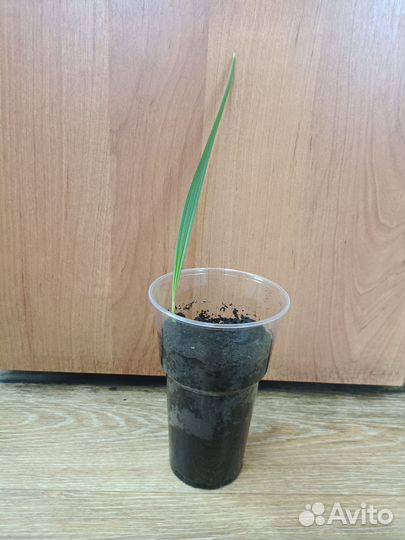 Финиковая пальма