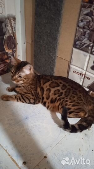 Бенгальские котята