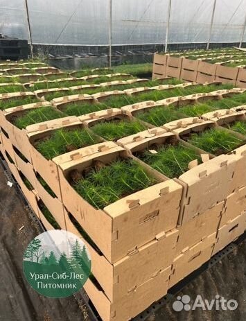 Сосна зкс окс сеянцы Ель Лиственница Голуб Горная